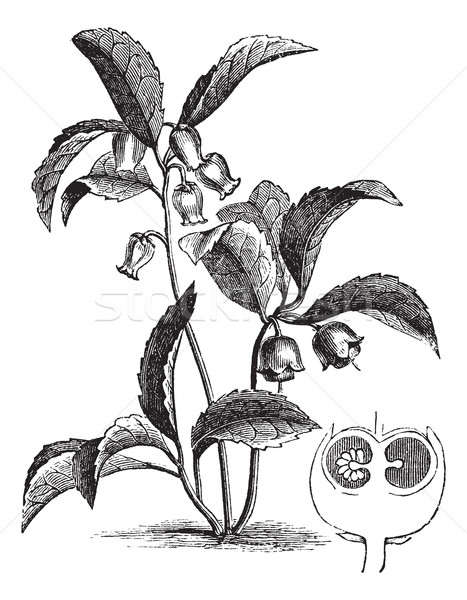 Gaultheria procumbens or Eastern teaberry vintage engraving Stock photo © Morphart