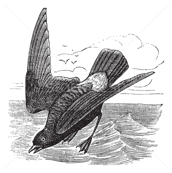 European Storm-petrel or Storm Petrel or Hydrobates pelagicus, v Stock photo © Morphart