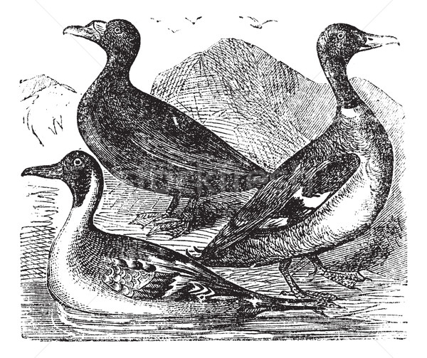 Mallard, Northern Shoveler and common duck or  freshwater duck,  Stock photo © Morphart