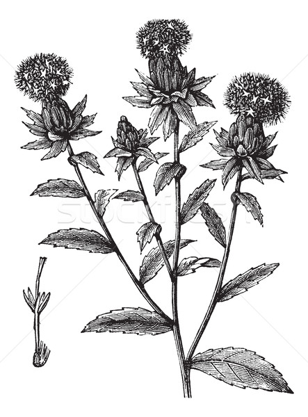 Carthamus tinctorius or safflower vintage engraving Stock photo © Morphart