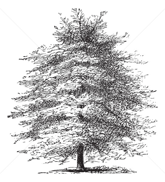 Italian Cypress or Cupressus sempervirens horizontalis, vintage  Stock photo © Morphart