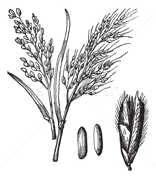 left over rice oryza sativa Shattering or not shattering: that is the question in domestication of rice (oryza sativa l). left over rice oryza sativa Shattering or not shattering: that is the question in domestication of rice (oryza sativa l).