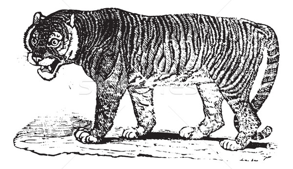 Tiger, vintage engraving. Stock photo © Morphart