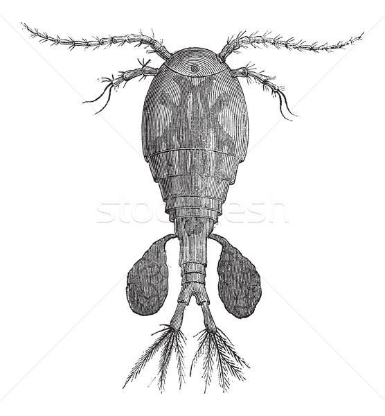 Freshwater Copepod or Cyclops sp., vintage engraving Stock photo © Morphart