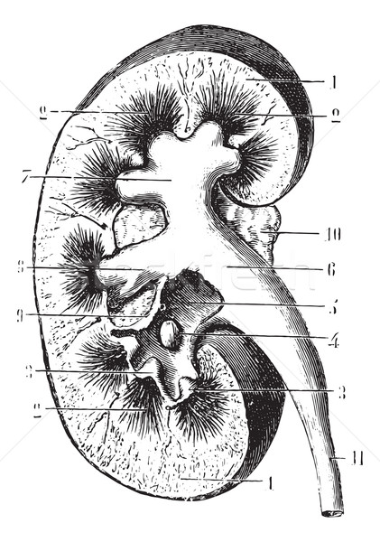 Stock photo: Kidney section, vintage engraving.