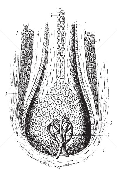 Section of a hair follicle, vintage engraving. Stock photo © Morphart