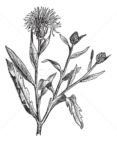 Knapweed or Centaurea, vintage engraving. Stock photo © Morphart