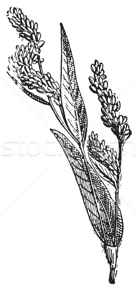 Stock photo: Lady's Thumb or Soft Smartweed, vintage engraving.