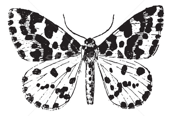 Stock photo: Moth, vintage engraving.