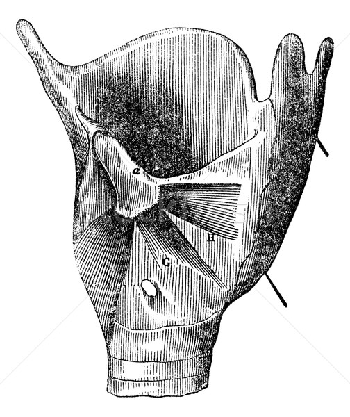 Larynx anatomy, vintage engraving. Stock photo © Morphart