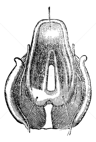 Top view of the Larynx, vintage engraving. Stock photo © Morphart