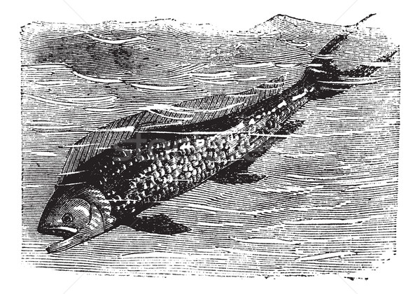 Dolphinfish or Dorado or Coryphaena sp. vintage engraving Stock photo © Morphart