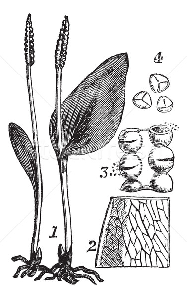 Ophioglosse. - 1. Whole plant. - 2. Part of frond. - 3. Sporangi Stock photo © Morphart