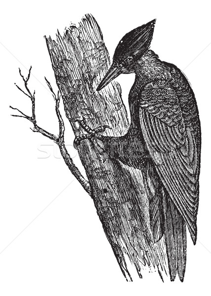 Black Woodpecker of America (Dryotomus pileatus), vintage engrav Stock photo © Morphart