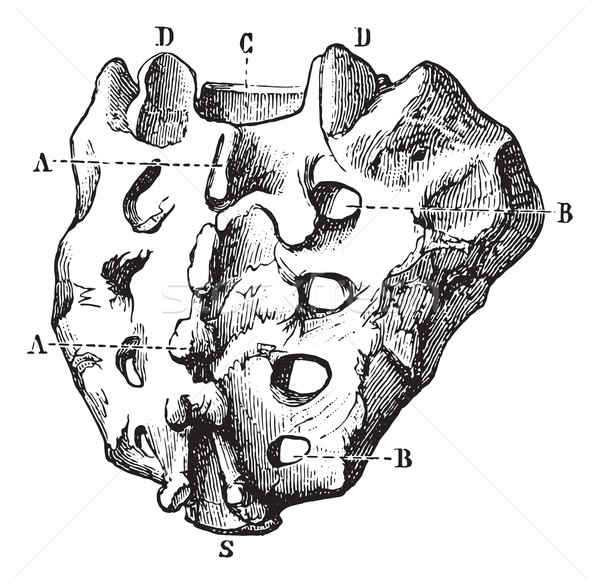 Sacrum seen by its posterior surface, vintage engraving. Stock photo © Morphart