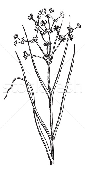 Juncus acutiflorus or Sharp-flowered Rush, vintage engraving. Stock photo © Morphart