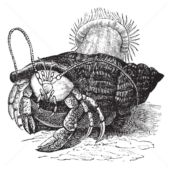 Hermit crab dragging Sea anemones, vintage engraving. Stock photo © Morphart