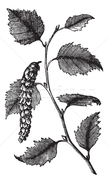 Betula papyrifera or Paper Birch, leaves, vintage engraving. Stock photo © Morphart