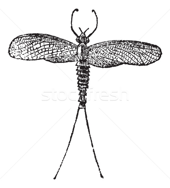 Mayfly or Dayfly or Shadfly or Green Bay Fly or Lake Fly or Fish Stock photo © Morphart