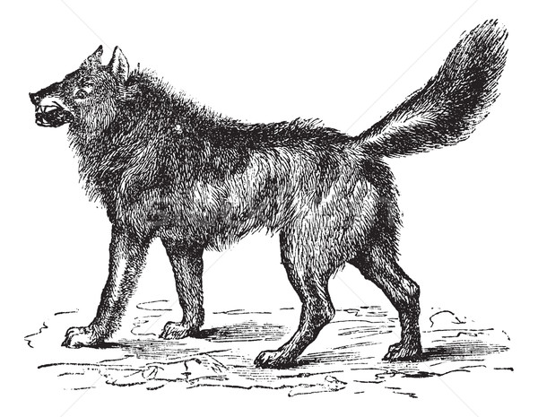 Eurasian Wolf or Canis lupus lupus vintage engraving Stock photo © Morphart
