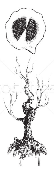 Polygala or Milkworts (strain and whole root), vintage engraving Stock photo © Morphart