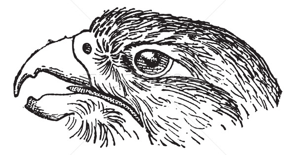 Rapacious Falcon headed, vintage engraving. Stock photo © Morphart