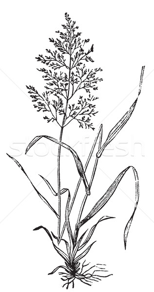 Redtop or Browntop grass, or Agnostis vulgaris or Capillaris eng Stock photo © Morphart