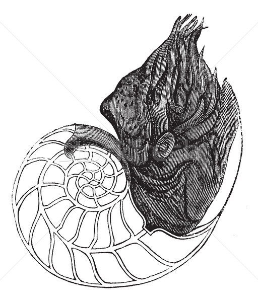 Stock photo: Chambered Nautilus or Nautilus pompilius, vintage engraved illus