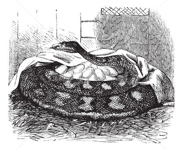 Python female incubates her eggs, vintage engraving. Stock photo © Morphart