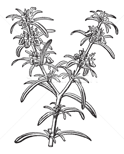 Rosemary or Rosmarinus officinalis vintage engraving Stock photo © Morphart