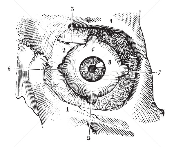 Eye muscles and fascia orbitofrontal palpebra eye, vintage engra Stock photo © Morphart