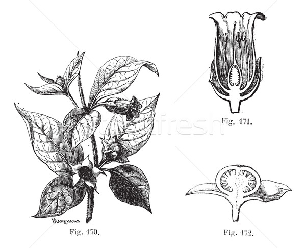 Fig. 170. Belladonna with its leaves, its flowers and fruits. Fi Stock photo © Morphart