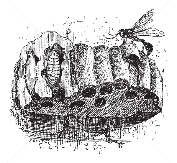 Nest of the Sphecid Wasp or Sceliphron spirifex, vintage engravi Stock photo © Morphart
