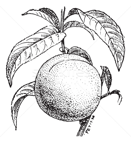 Peach fruit or Prunus persica, vintage engraving. Stock photo © Morphart