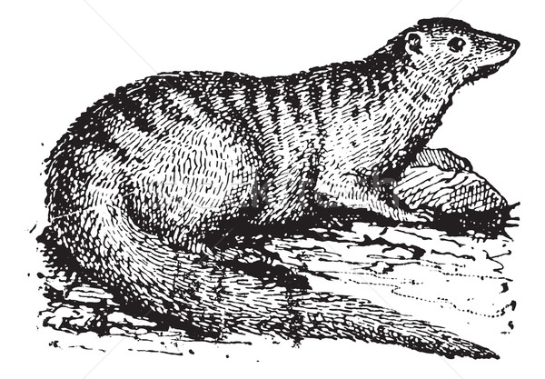 Egyptian Mongoose or Herpestes ichneumon vintage engraving Stock photo © Morphart