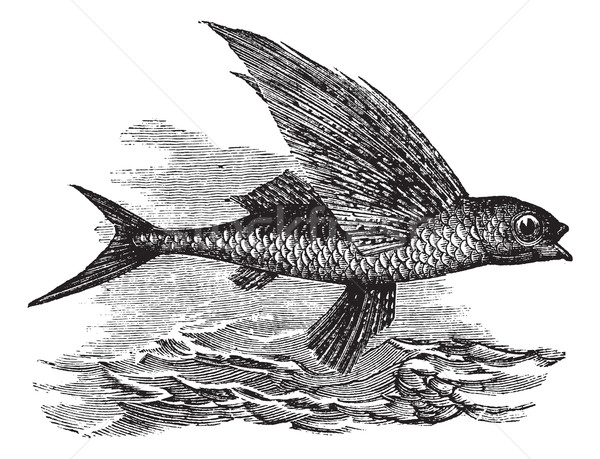 Flying Fish or Exocoetidae, vintage engraving Stock photo © Morphart