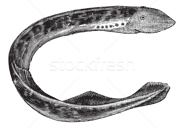 Lamprey of america (Petromyzon Americanus) or Sea lamprey vintag Stock photo © Morphart