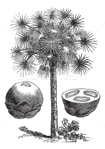 Stock photo: Sugar palm or Borassus flabellifer, vintage engraving