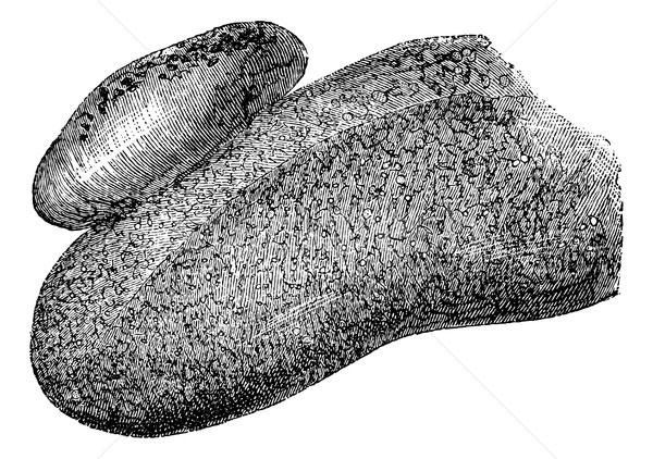 Menselijke tong vintage gegraveerd illustratie Stockfoto © Morphart