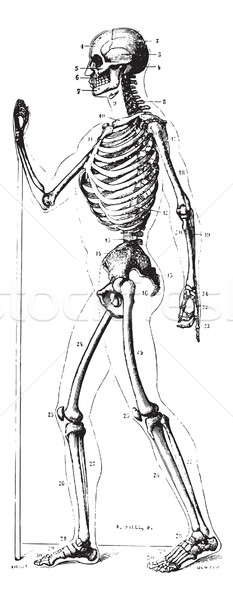Skeleton, vintage engraving. Stock photo © Morphart
