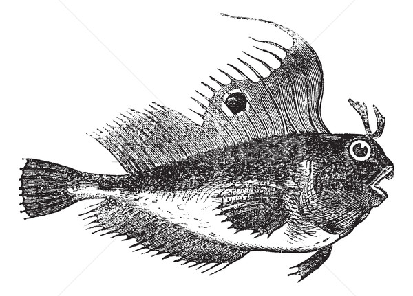 Pillangó hal klasszikus vésés gravírozott illusztráció Stock fotó © Morphart