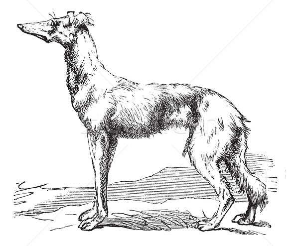 Persian Greyhound vintage engraving Stock photo © Morphart