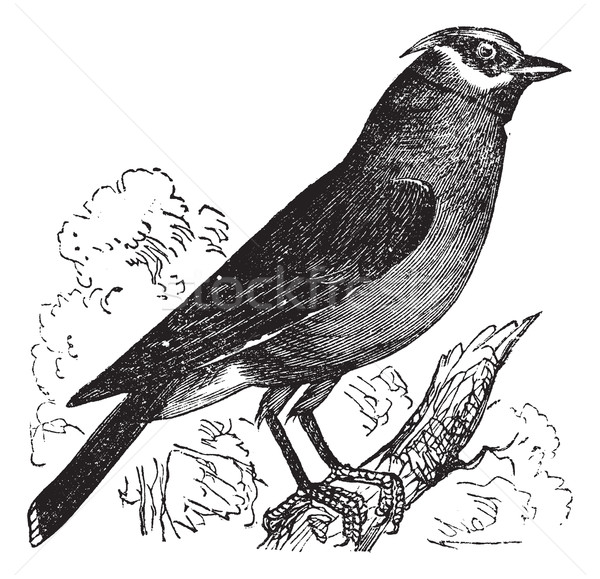 Cedar Waxwing or Bombycilla cedrorum vintage engraving Stock photo © Morphart