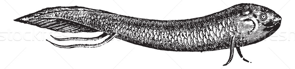 Lepidosiren or South American lungfish, vintage engraving Stock photo © Morphart