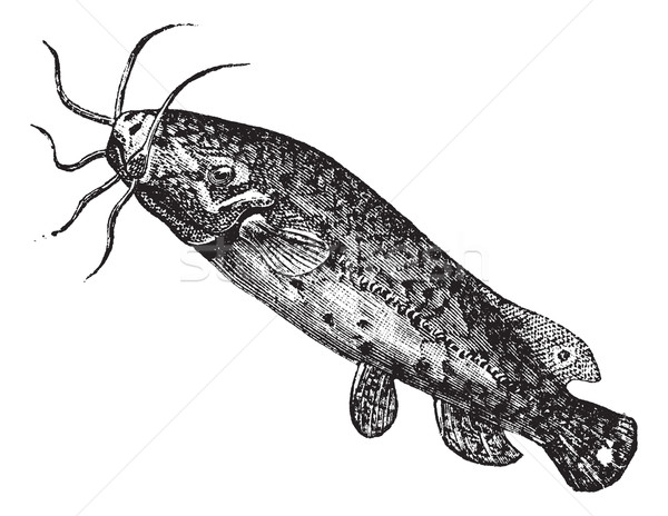 Electric catfish or Malapterurus electricus vintage engraving Stock photo © Morphart