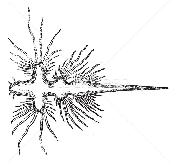 Sea Slug or Nudibranch, vintage engraved illustration Stock photo © Morphart