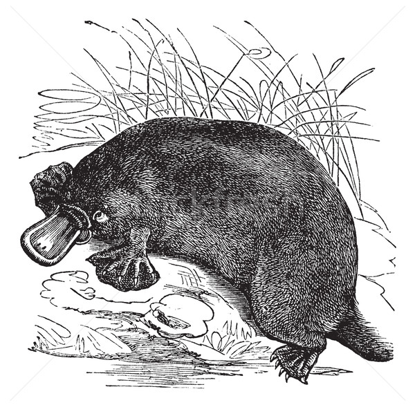 Ornithorhynchus paradoxus or Platypus, vintage engraving Stock photo © Morphart