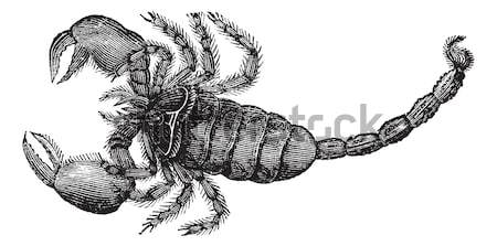 Black Scorpion (Scorpio afer), vintage engraving. Stock photo © Morphart