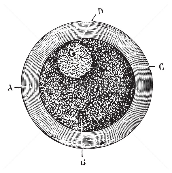 Human egg or Ovum, vintage engraving. Stock photo © Morphart