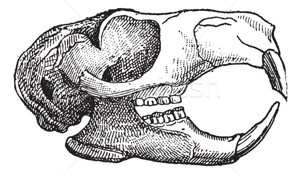 грызун челюсть белку Vintage Сток-фото © Morphart